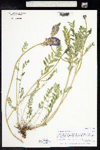 Astragalus adsurgens image