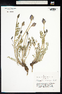 Astragalus laxmannii var. robustior image