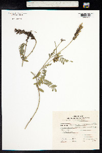 Astragalus laxmannii var. robustior image