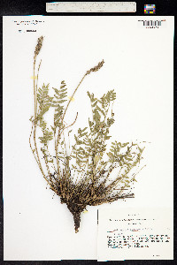 Astragalus laxmannii image