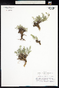 Astragalus adsurgens image