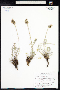 Astragalus adsurgens image