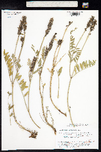 Astragalus laxmannii var. robustior image