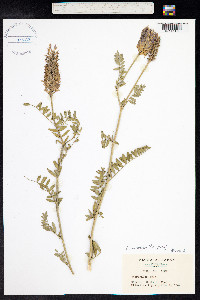 Astragalus laxmannii image