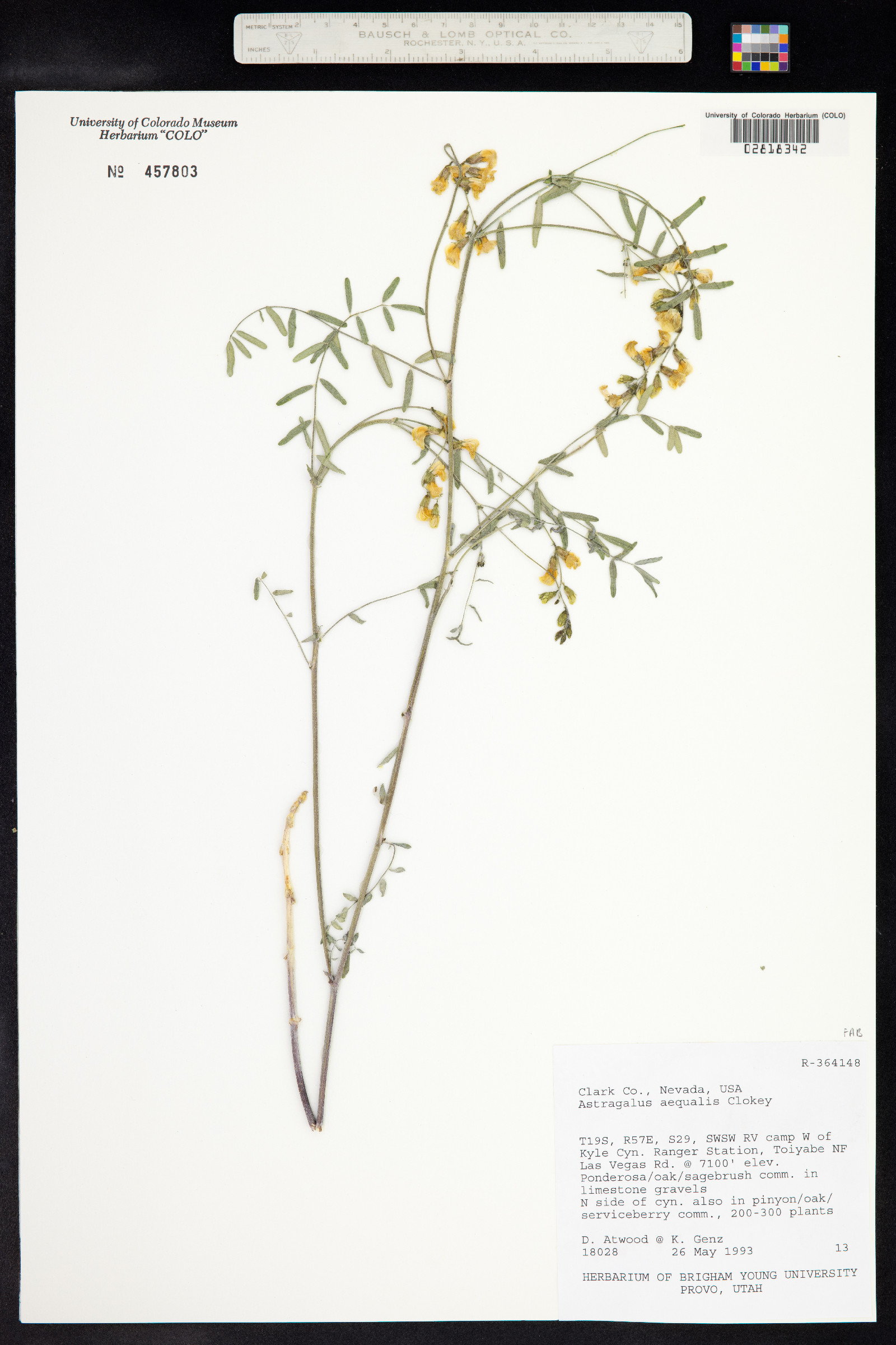 Astragalus aequalis image