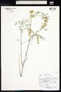 Astragalus aequalis image