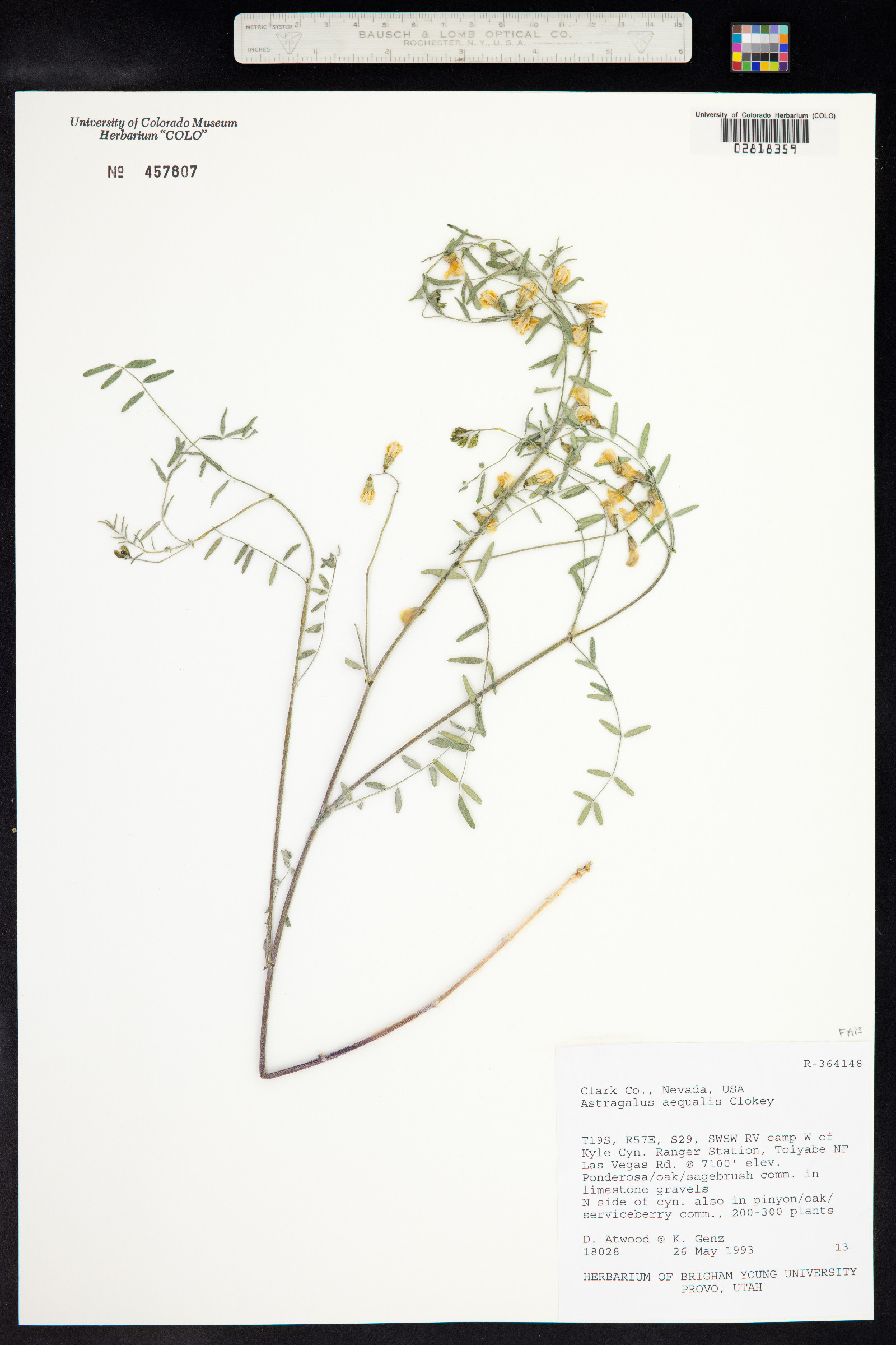 Astragalus aequalis image