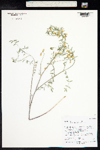 Astragalus aequalis image