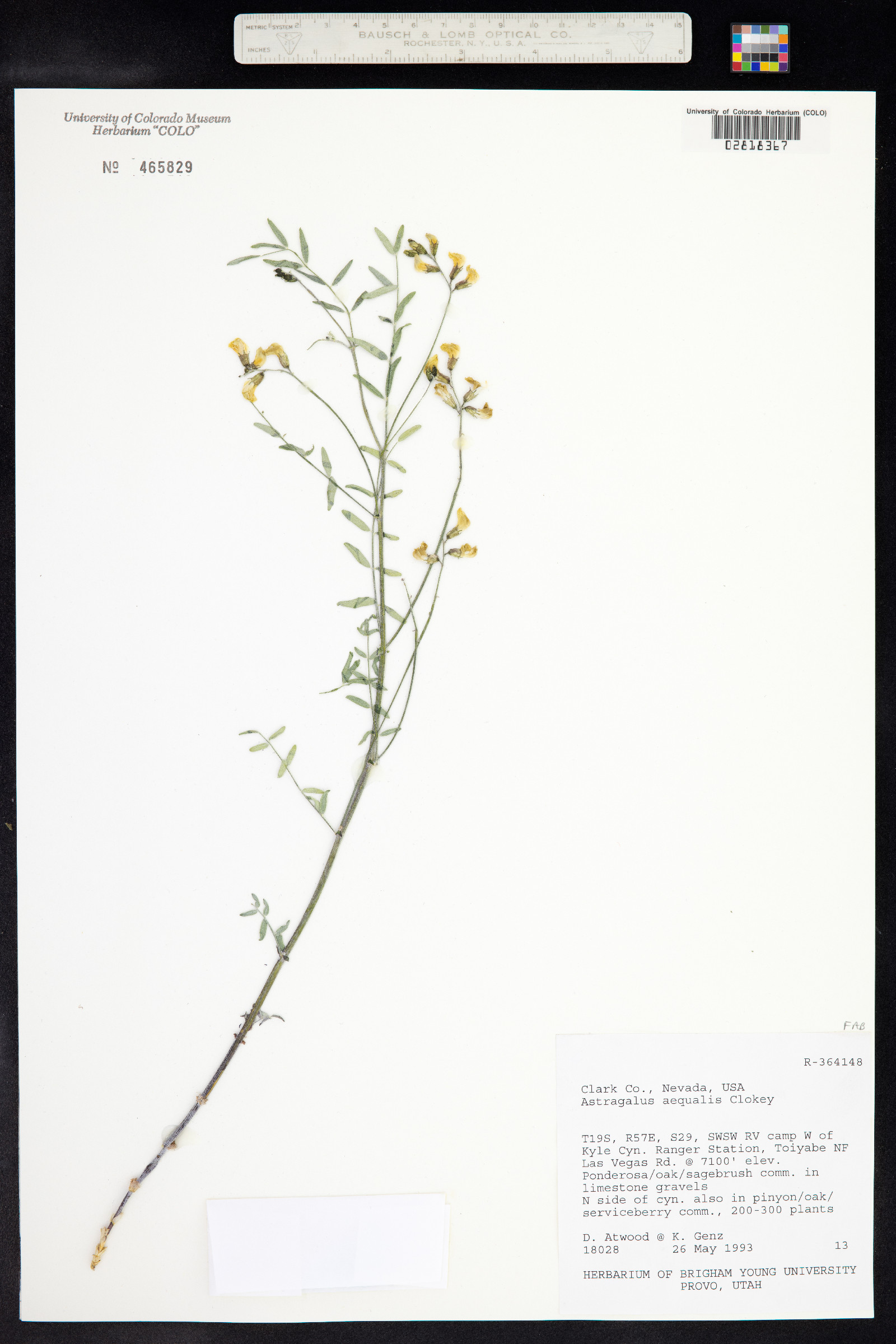 Astragalus aequalis image