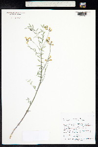 Astragalus aequalis image