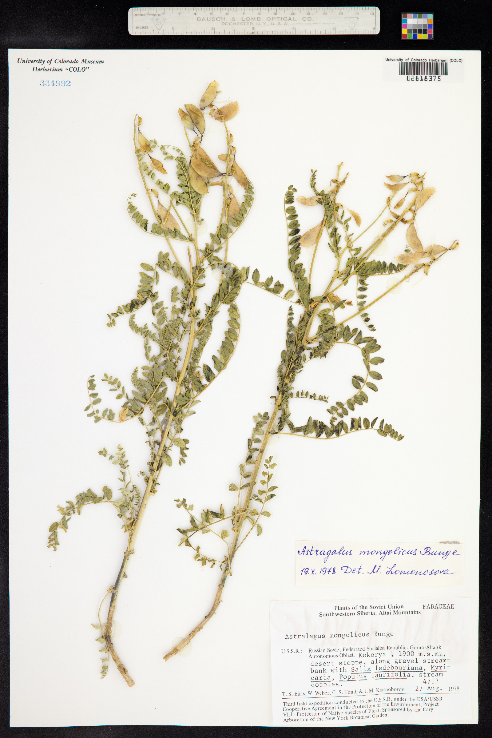 Astragalus mongholicus image