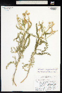 Astragalus mongholicus image