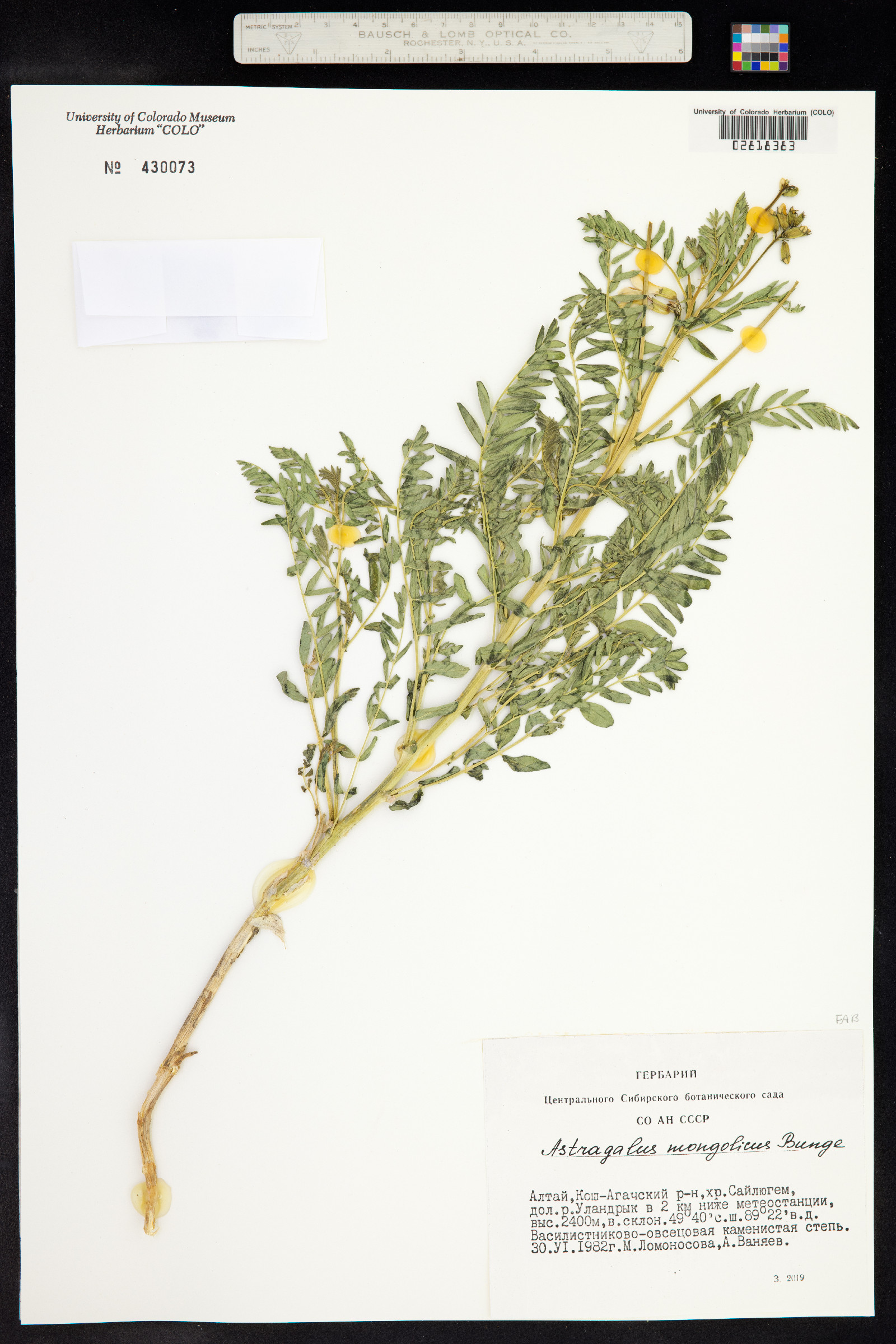 Astragalus mongholicus image