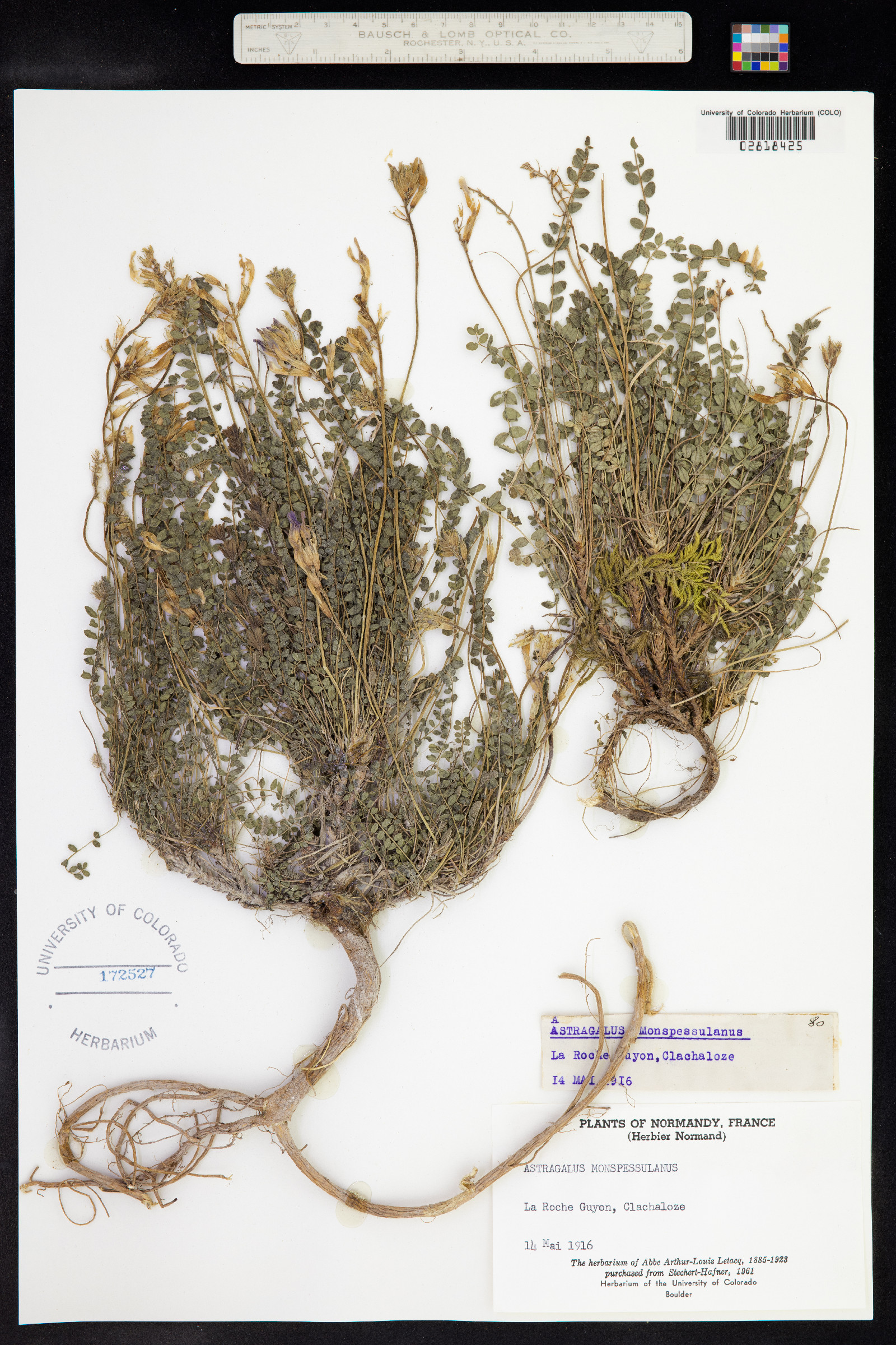 Astragalus monspessulanus image