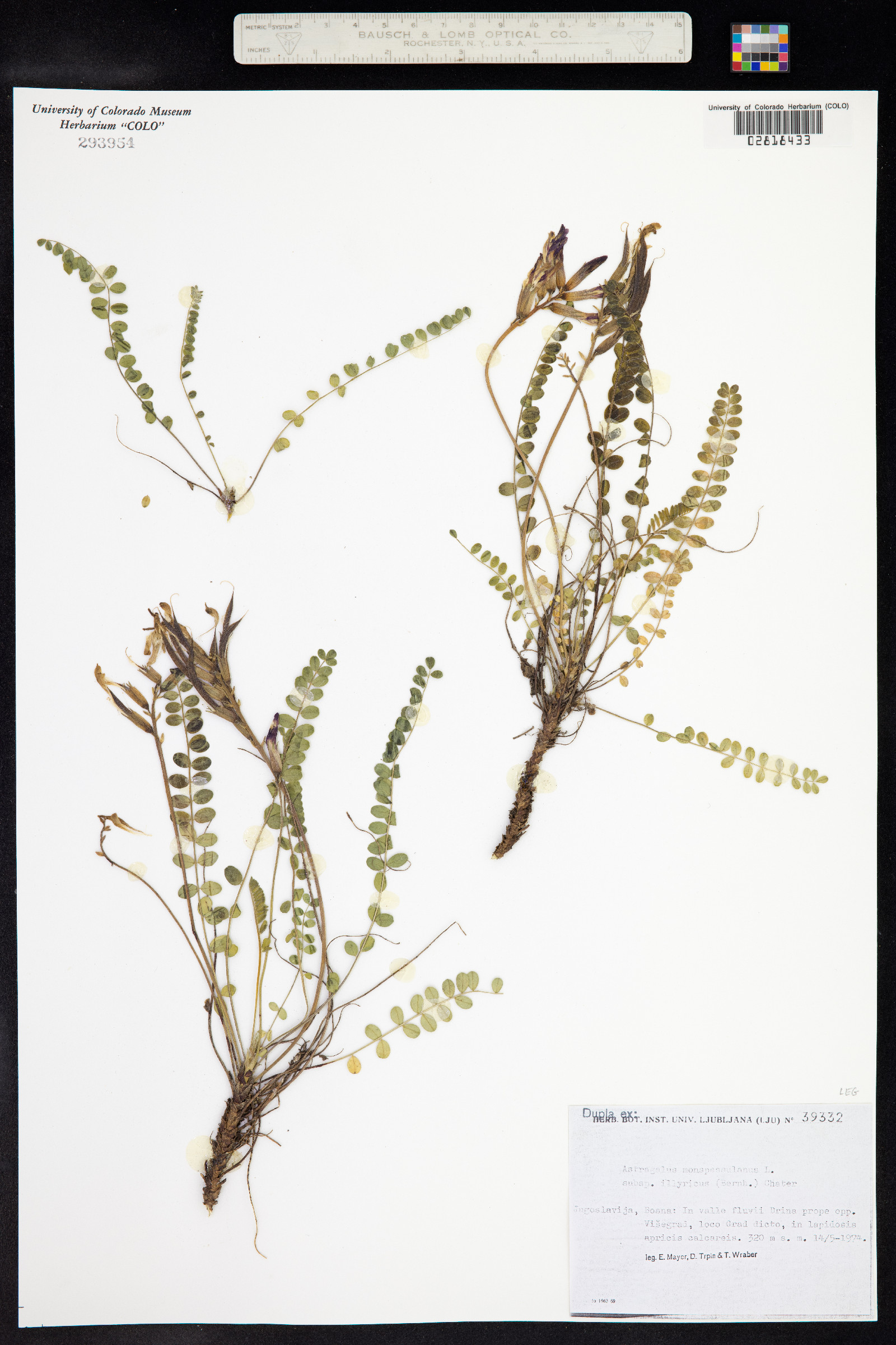 Astragalus monspessulanus image