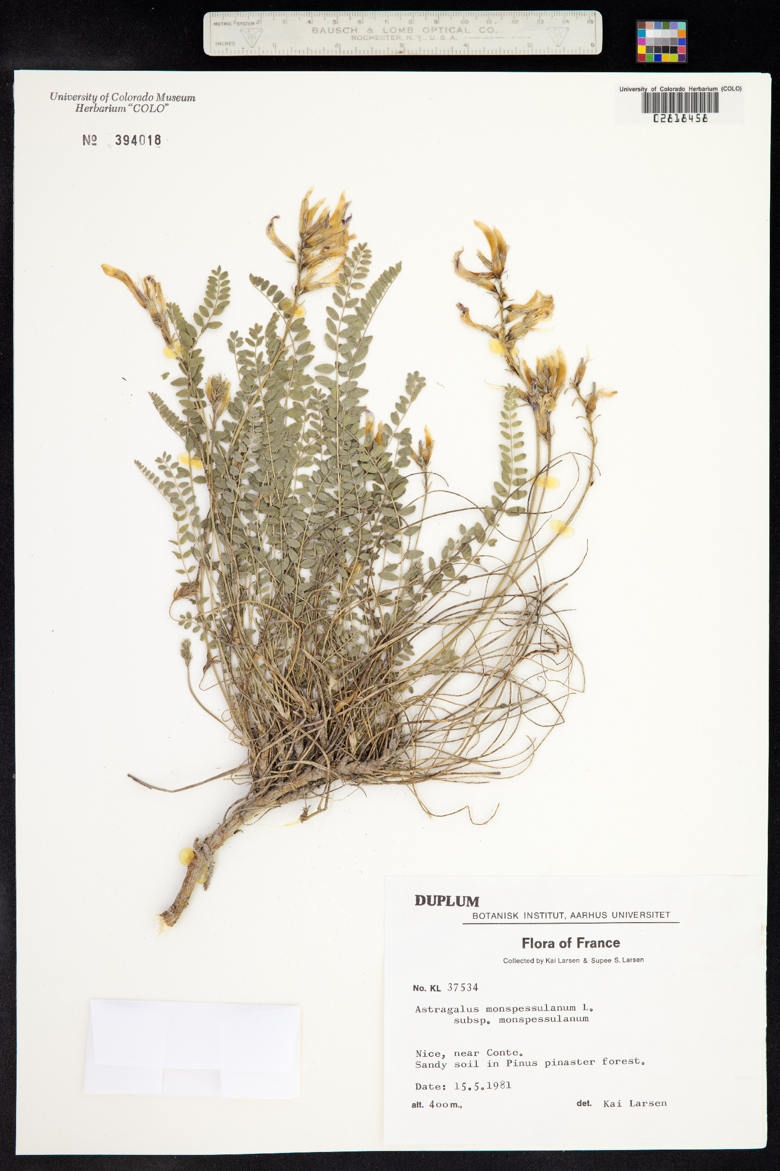 Astragalus monspessulanus image