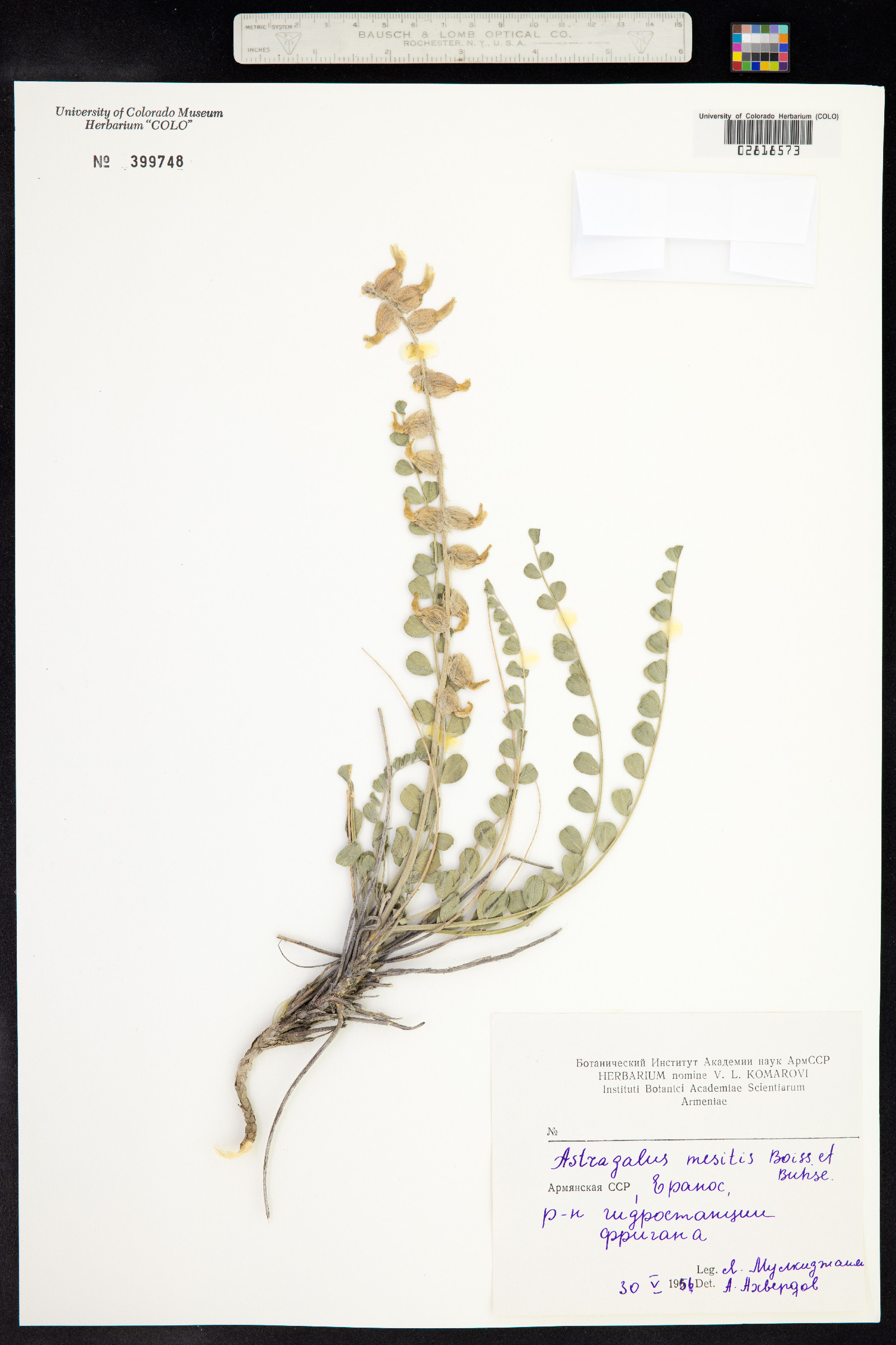 Astragalus halicacabus image