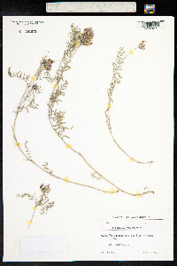 Astragalus onobrychis image