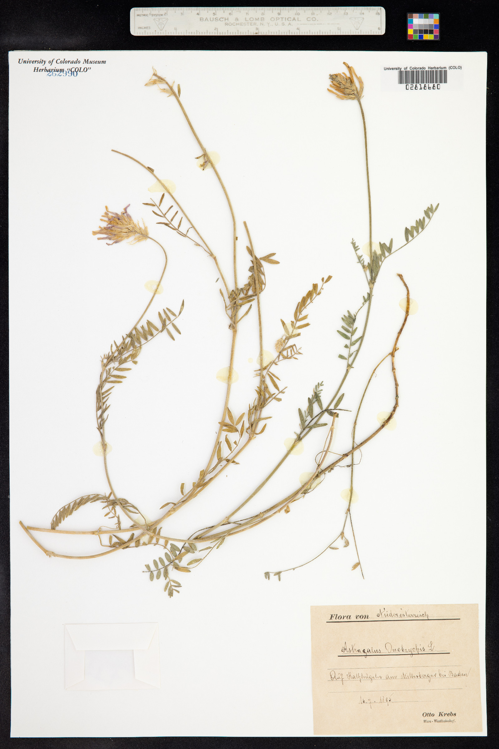 Astragalus onobrychis image