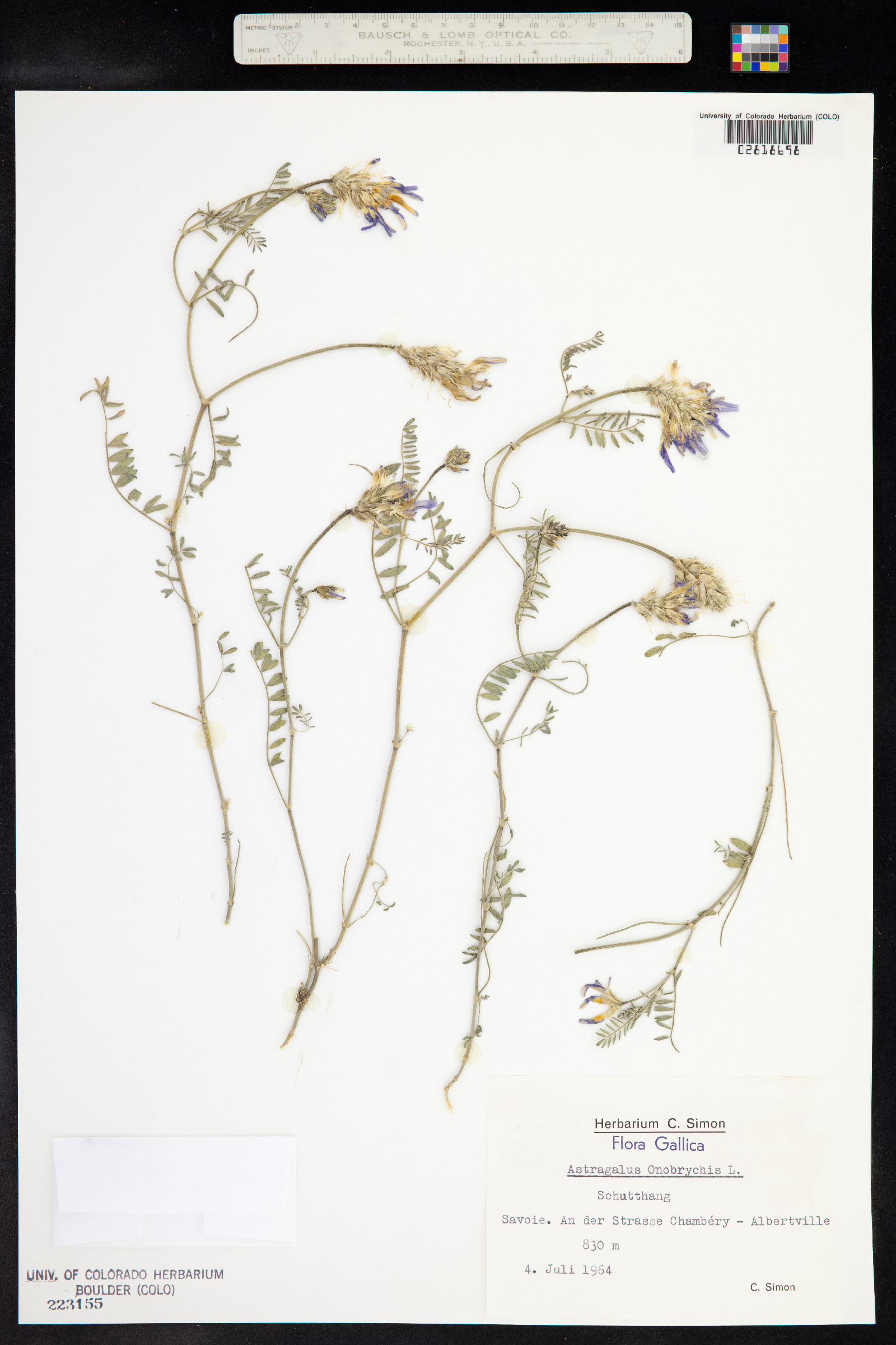 Astragalus onobrychis image