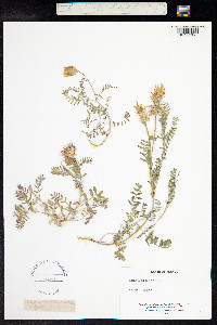 Astragalus onobrychis image