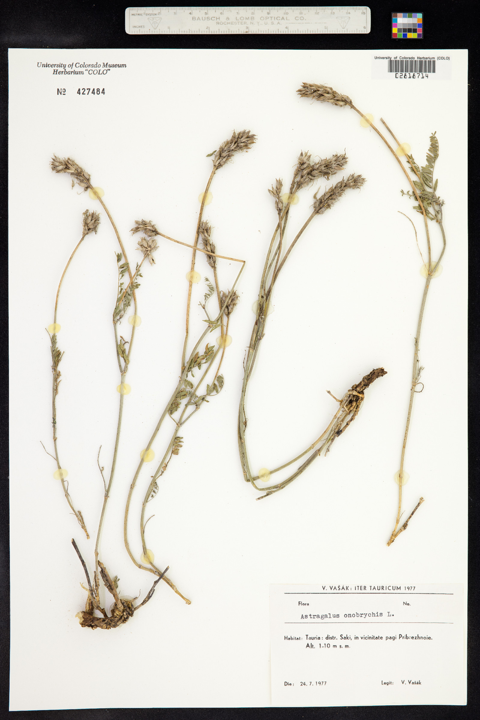 Astragalus onobrychis image