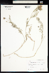 Astragalus onobrychis image