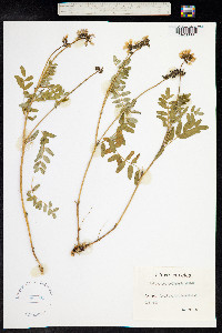 Astragalus norvegicus image