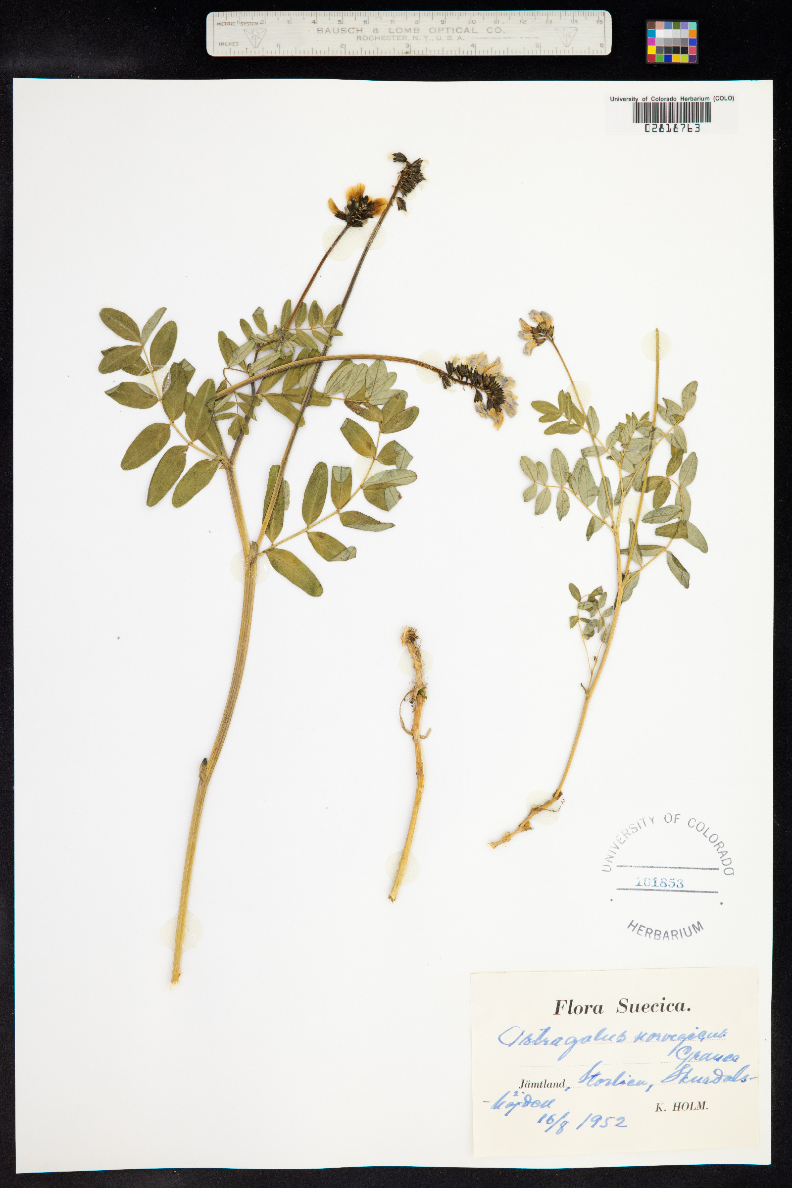 Astragalus norvegicus image