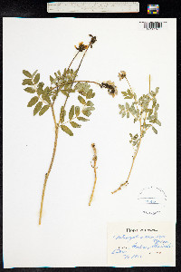 Astragalus norvegicus image