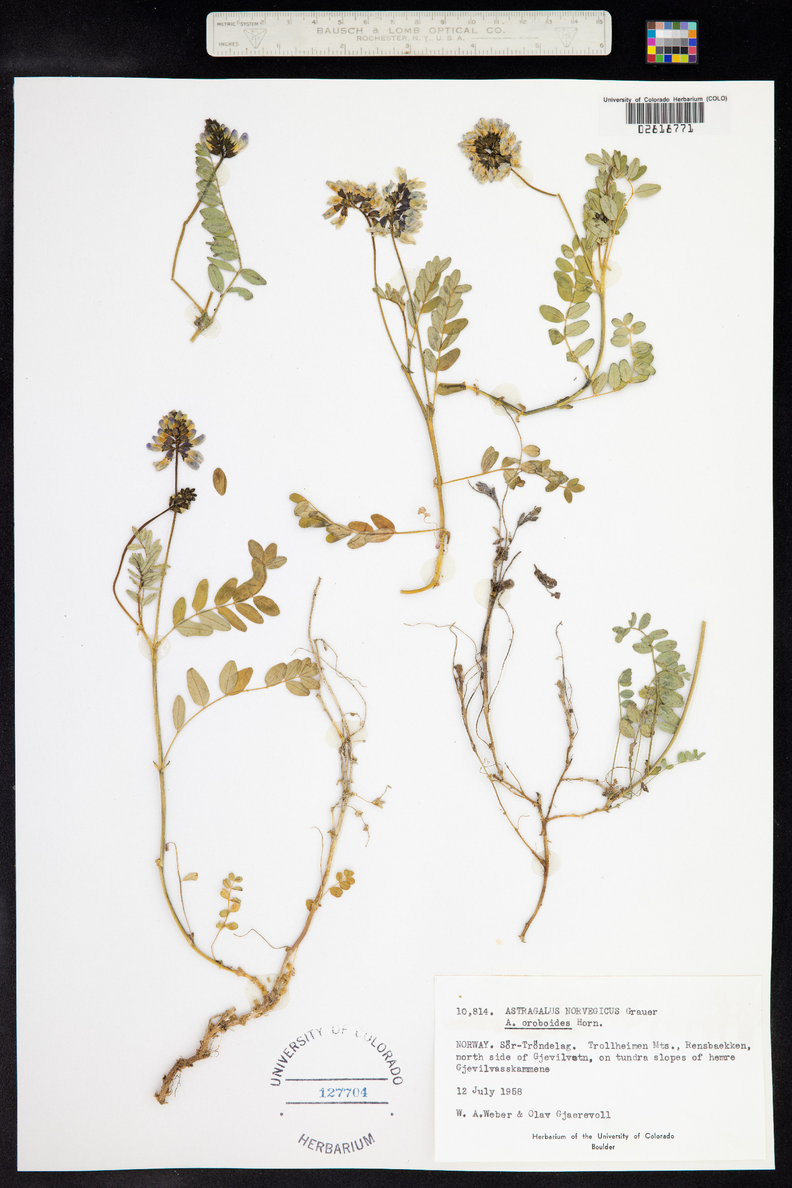 Astragalus norvegicus image