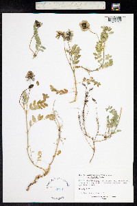 Astragalus norvegicus image