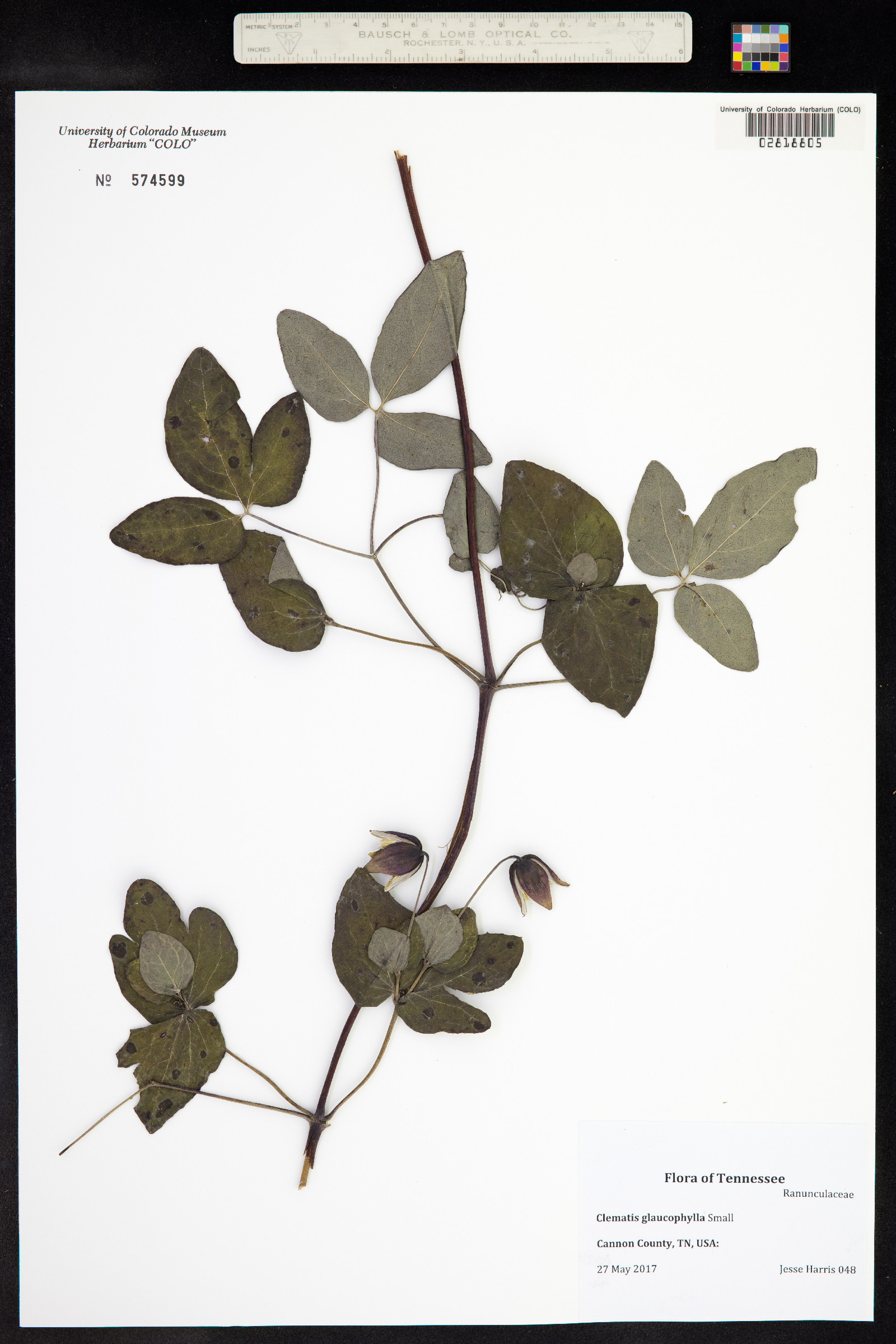 Clematis glaucophylla image