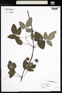 Image of Clematis glaucophylla