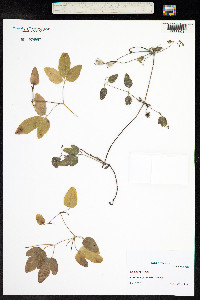 Clematis pitcheri image
