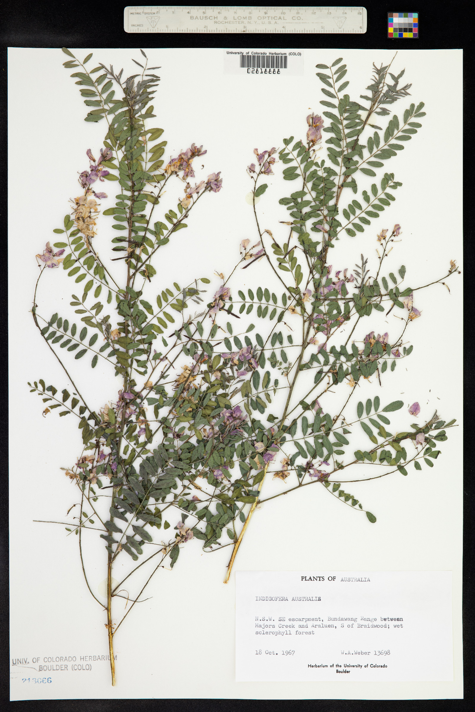 Indigofera australis image