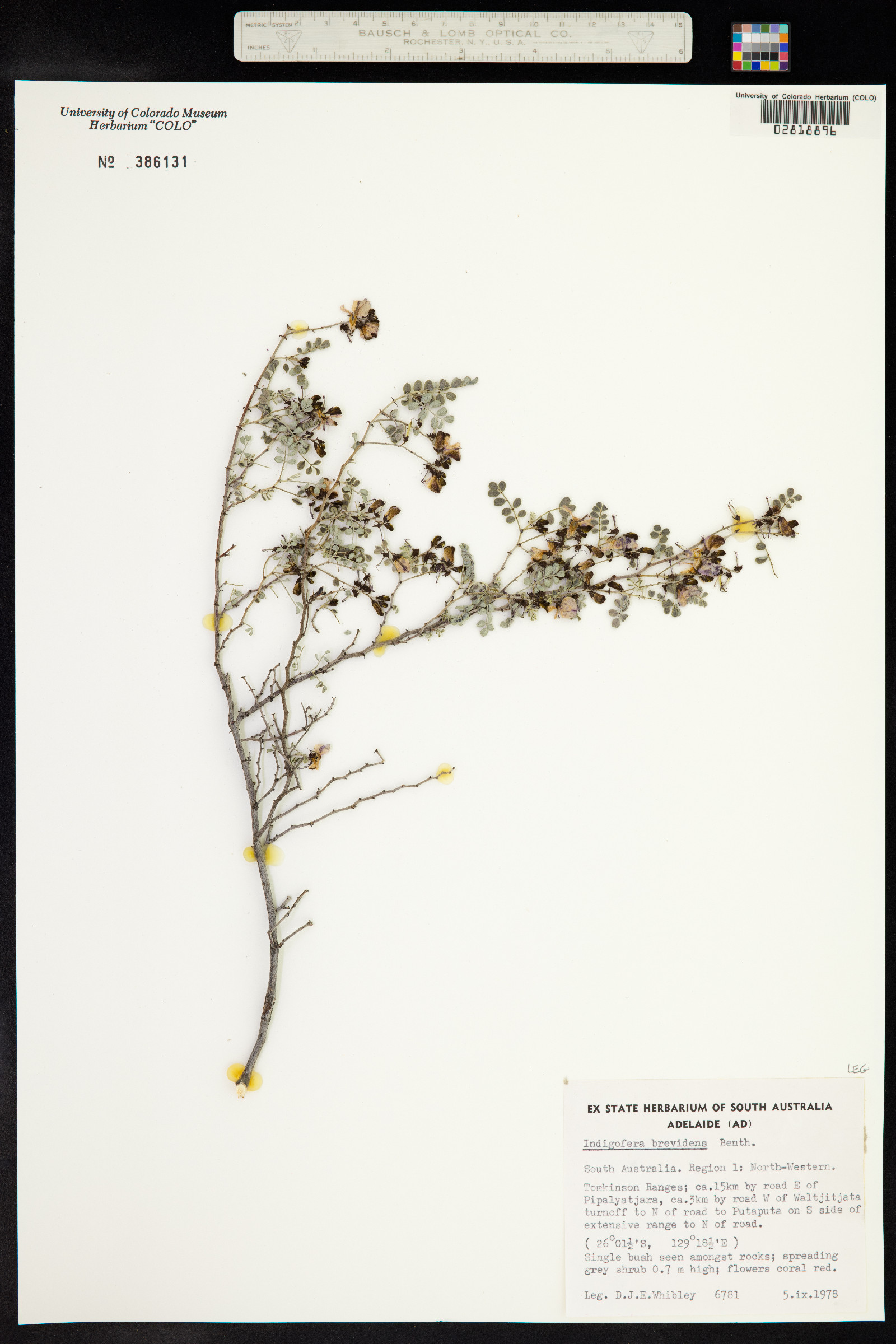 Indigofera brevidens image