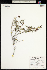 Indigofera brevidens image