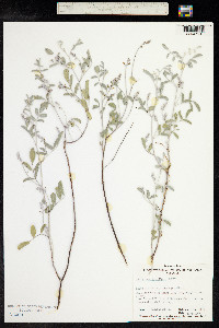 Indigofera brevidens image