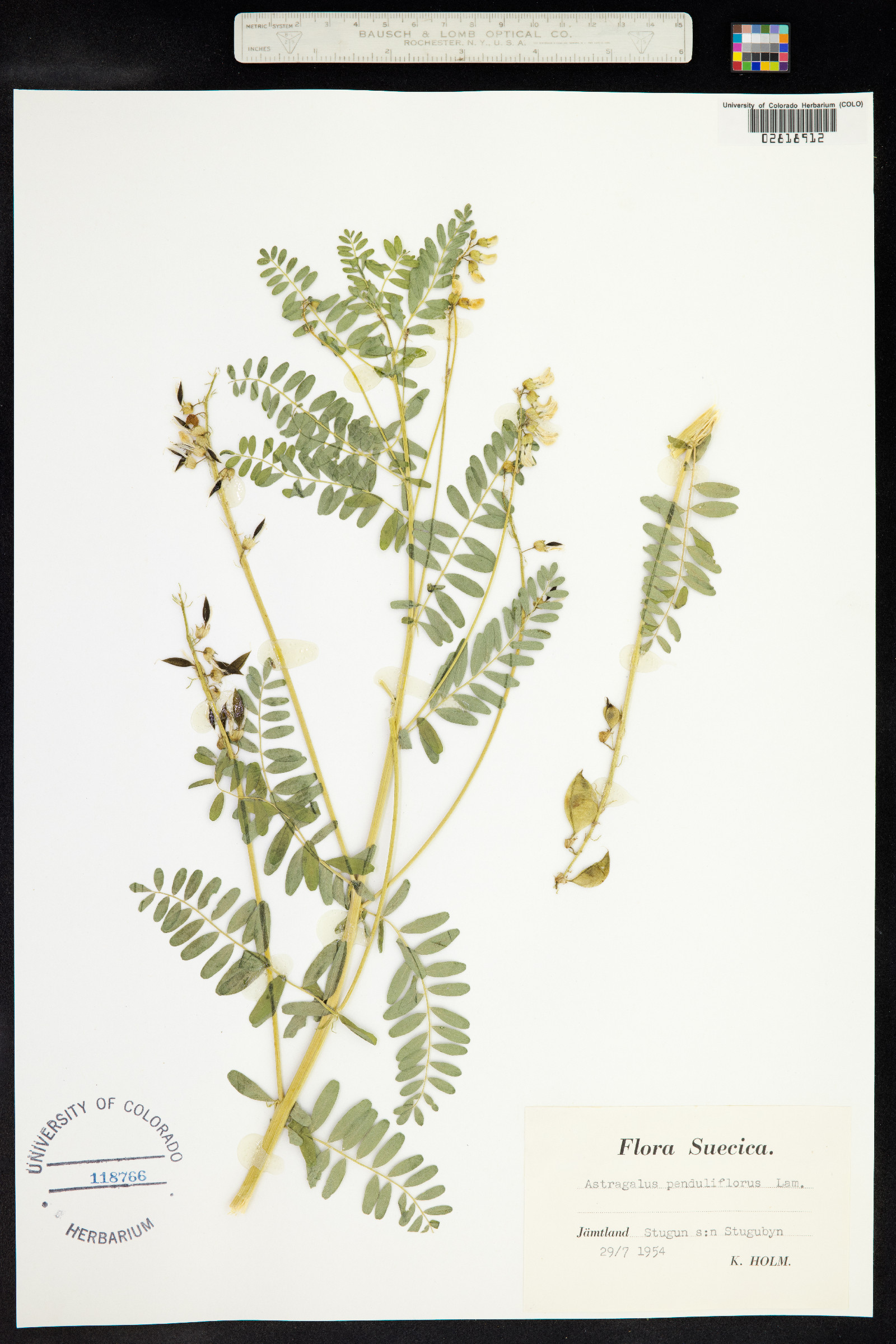 Astragalus penduliflorus image