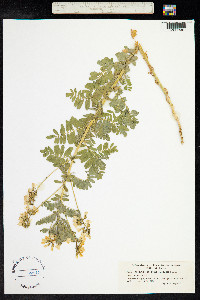 Astragalus penduliflorus image