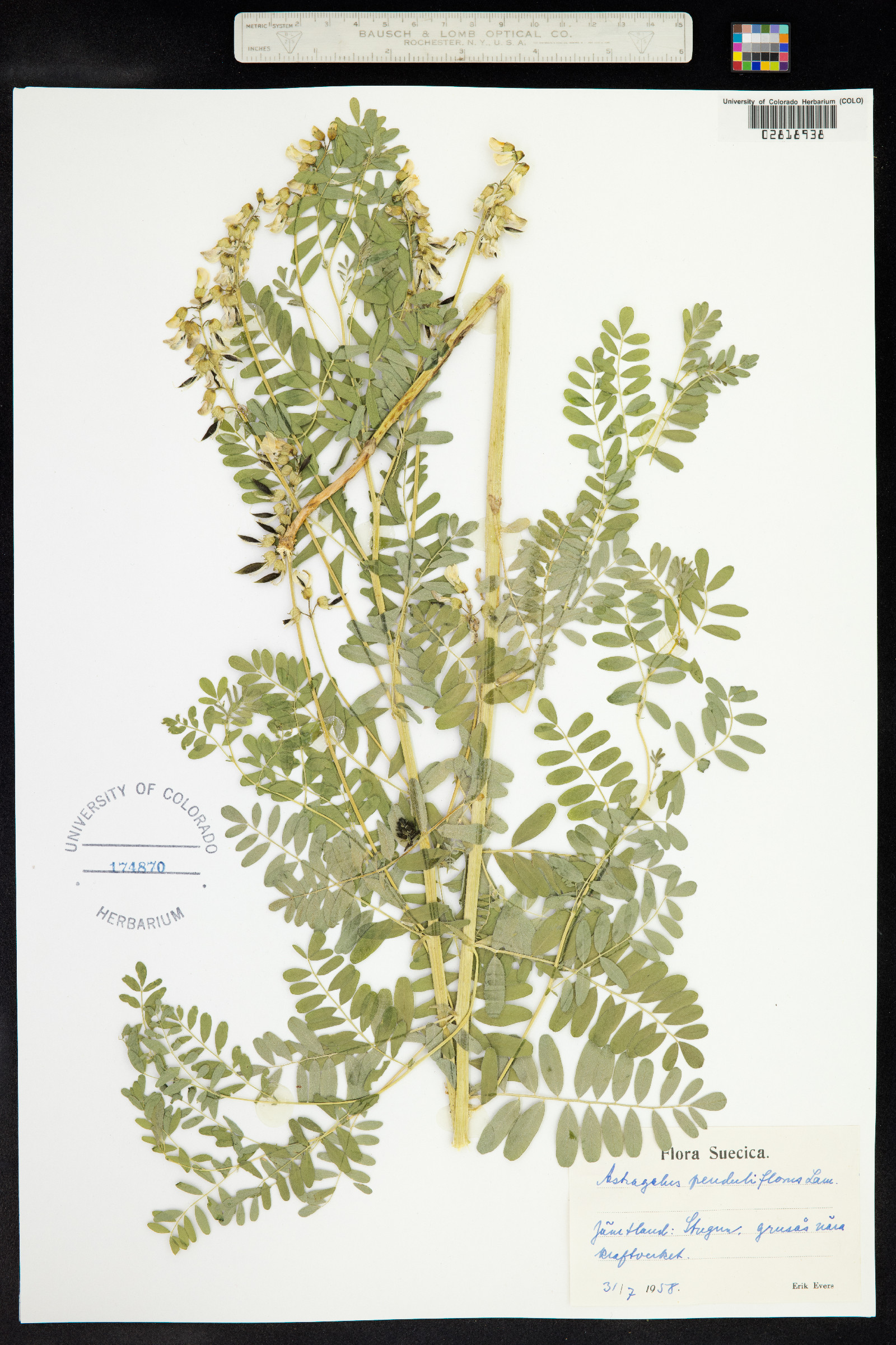 Astragalus penduliflorus image