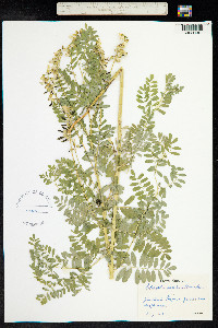 Astragalus penduliflorus image