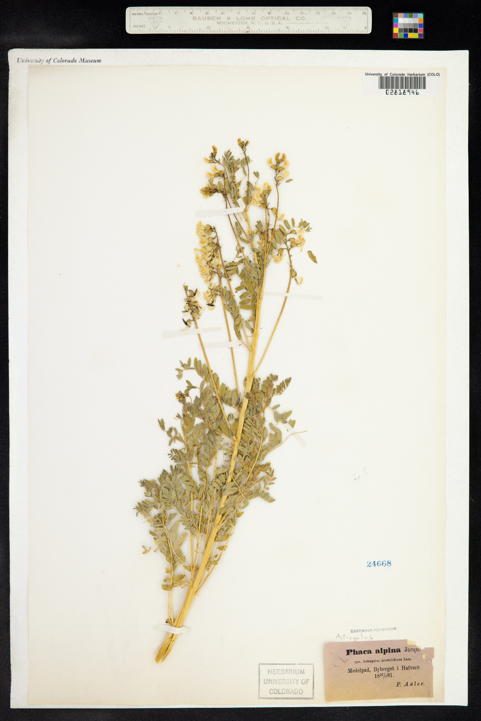 Astragalus penduliflorus image