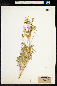 Astragalus penduliflorus image