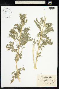 Astragalus penduliflorus image