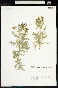 Astragalus penduliflorus image