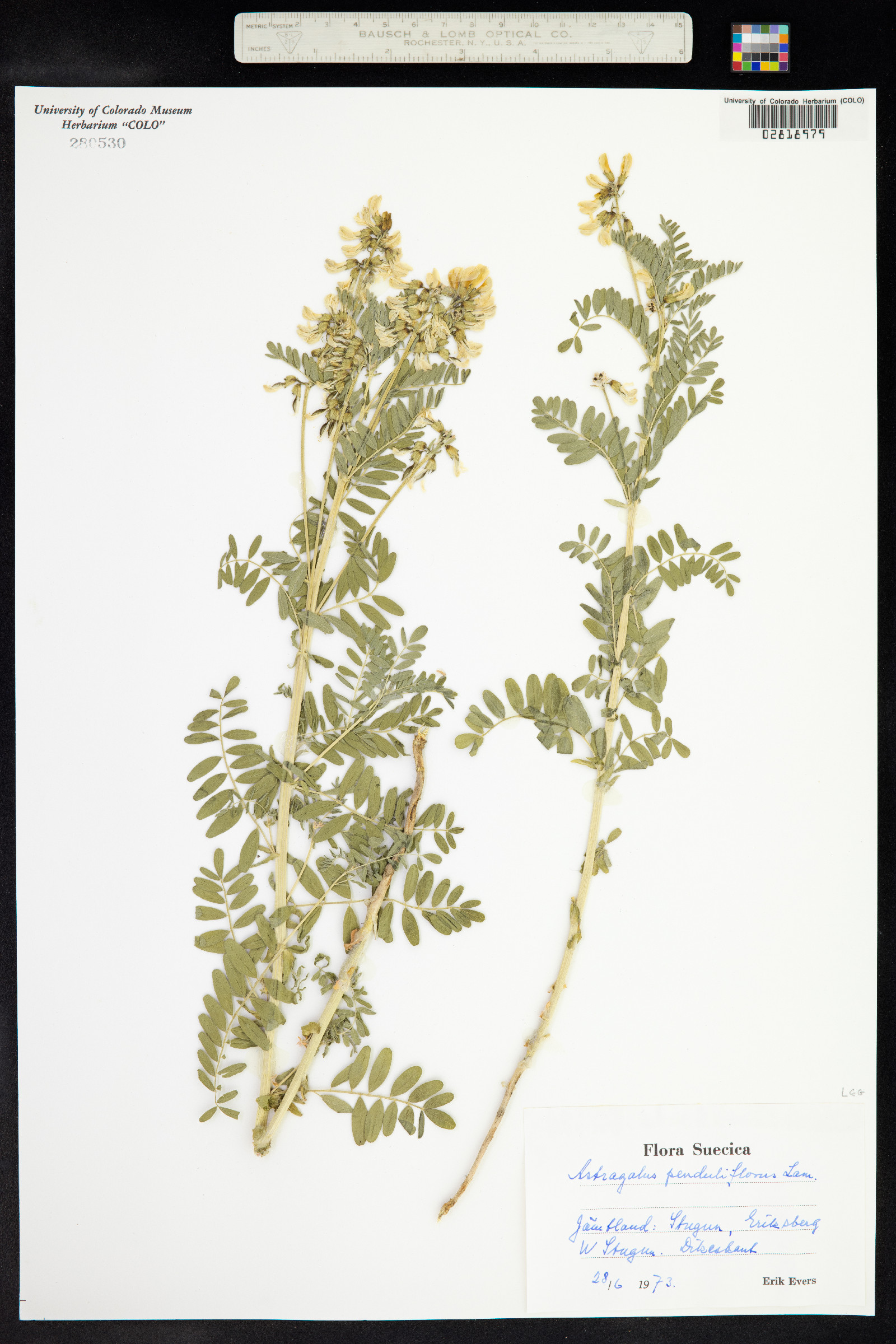 Astragalus penduliflorus image