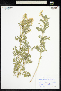 Astragalus penduliflorus image