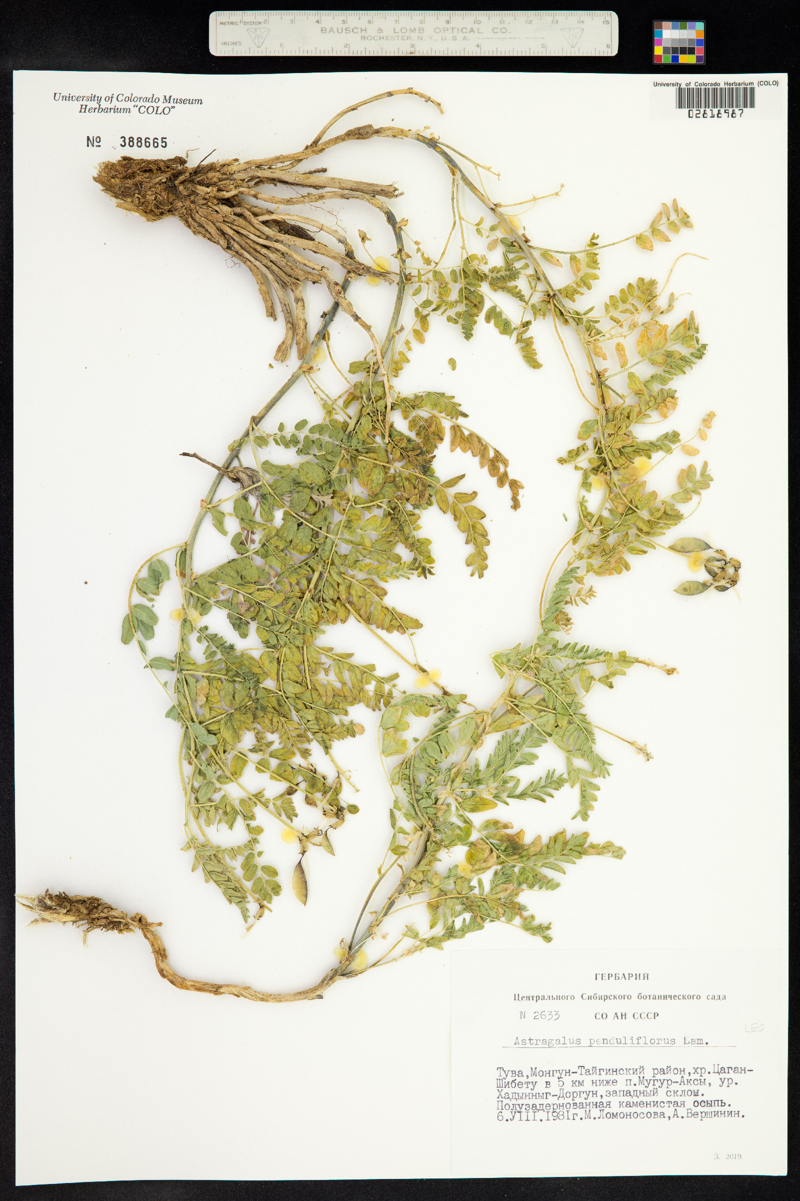 Astragalus penduliflorus image